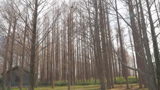 Parque Mizumoto Bosque Metasequoia Invierno Japón Tokio — Vídeo de stock