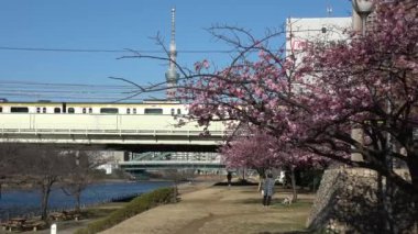 Eski Nakagawa kiraz çiçekleri, Japonya Tokyo 2023 Kawazu zakura