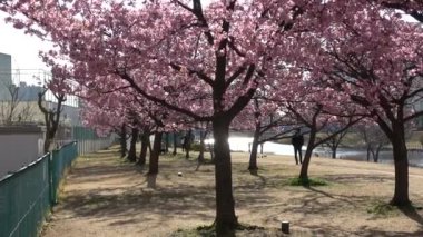 Eski Nakagawa kiraz çiçekleri, Japonya Tokyo 2023 Kawazu zakura