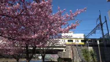 Eski Nakagawa kiraz çiçekleri, Japonya Tokyo 2023 Kawazu zakura