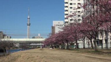 Eski Nakagawa kiraz çiçekleri, Japonya Tokyo 2023 Kawazu zakura