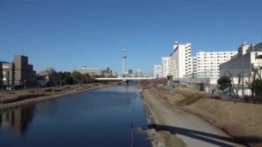Eski Nakagawa kiraz çiçekleri, Japonya Tokyo 2023 Kawazu zakura