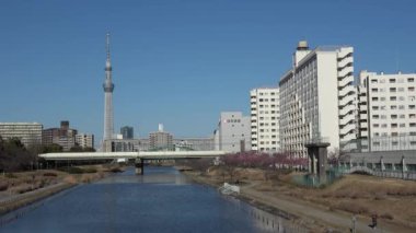 Eski Nakagawa kiraz çiçekleri, Japonya Tokyo 2023 Kawazu zakura