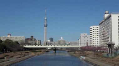 Eski Nakagawa kiraz çiçekleri, Japonya Tokyo 2023 Kawazu zakura