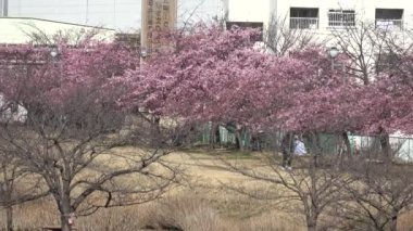 Eski Nakagawa kiraz çiçekleri, Japonya Tokyo 2023 Kawazu zakura