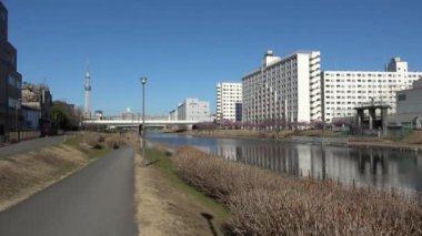 Eski Nakagawa kiraz çiçekleri, Japonya Tokyo 2023 Kawazu zakura