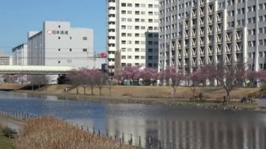 Eski Nakagawa kiraz çiçekleri, Japonya Tokyo 2023 Kawazu zakura