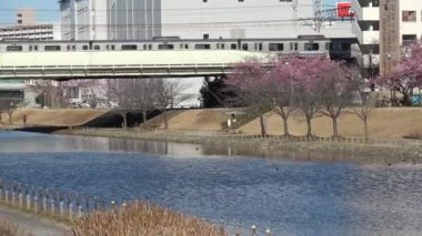 Eski Nakagawa kiraz çiçekleri, Japonya Tokyo 2023 Kawazu zakura