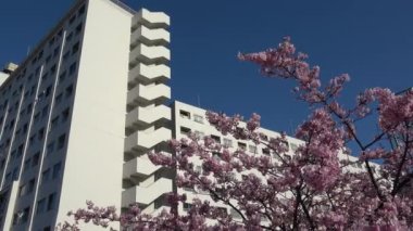 Eski Nakagawa kiraz çiçekleri, Japonya Tokyo 2023 Kawazu zakura