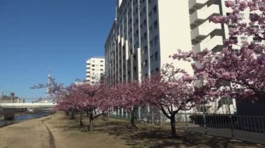 Eski Nakagawa kiraz çiçekleri, Japonya Tokyo 2023 Kawazu zakura