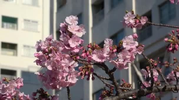 Oude Nakagawa Kersenbloesems Japan Tokio 2023 Kawazu Zakura — Stockvideo