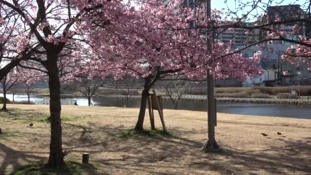 Old Nakagawa Cherry Blossoms Japan Tokyo 2023 Kawazu Zakura — Stock Video
