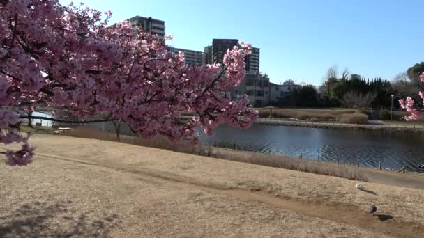 Gamla Nakagawa Cherry Blommor Japan Tokyo 2023 Kawazu Zakura — Stockvideo