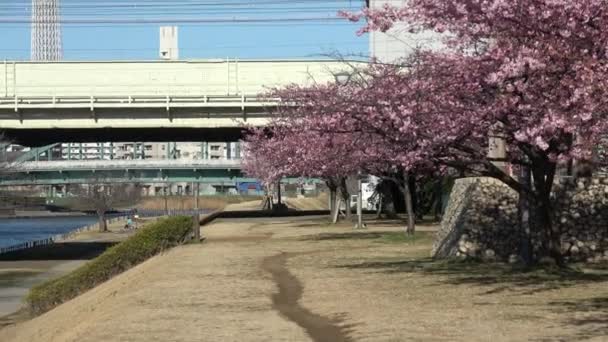 Vieux Nakagawa Fleurs Cerisier Japon Tokyo 2023 Kawazu Zakura — Video