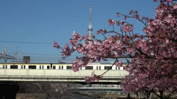 Παλιά Άνθη Κερασιάς Nakagawa Ιαπωνία Τόκιο 2023 Kawazu Zakura — Αρχείο Βίντεο