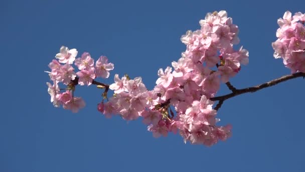 Cereja Nakagawa Velha Floresce Japão Tóquio 2023 Kawazu Zakura — Vídeo de Stock
