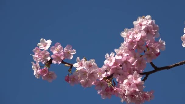 Gamla Nakagawa Cherry Blommor Japan Tokyo 2023 Kawazu Zakura — Stockvideo