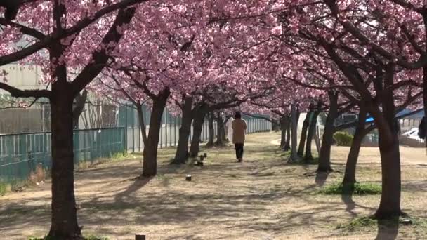Staré Květy Nakagawa Cherry Japonsko Tokio 2023 Kawazu Zakura — Stock video