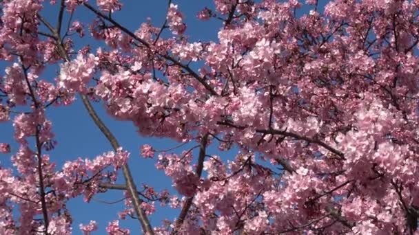 Stare Kwiaty Wiśni Nakagawa Japonia Tokio 2023 Kawazu Zakura — Wideo stockowe