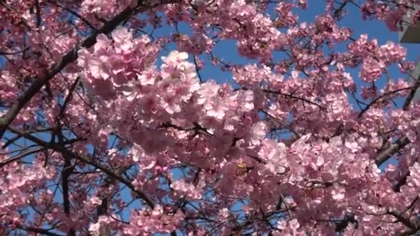 Stare Kwiaty Wiśni Nakagawa Japonia Tokio 2023 Kawazu Zakura — Wideo stockowe