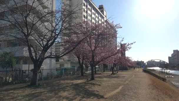 Παλιά Άνθη Κερασιάς Nakagawa Ιαπωνία Τόκιο 2023 Kawazu Zakura — Αρχείο Βίντεο