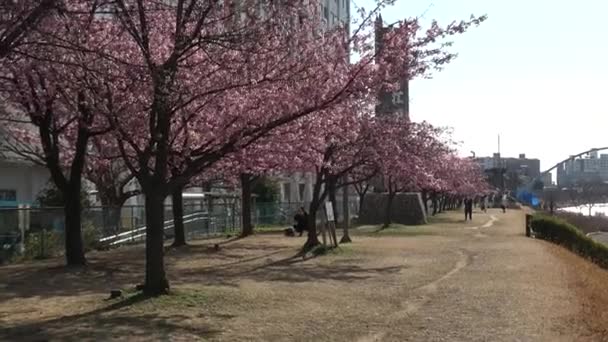 Antiguo Nakagawa Flores Cerezo Japón Tokio 2023 Kawazu Zakura — Vídeos de Stock
