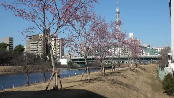 Vecchi Fiori Ciliegio Nakagawa Giappone Tokyo 2023 Kawazu Zakura — Video Stock