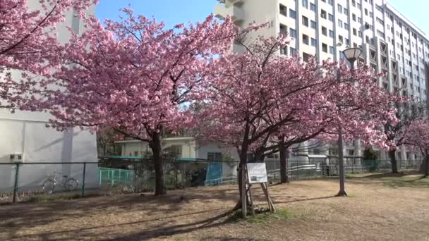 Eski Nakagawa Kiraz Çiçekleri Japonya Tokyo 2023 Kawazu Zakura — Stok video