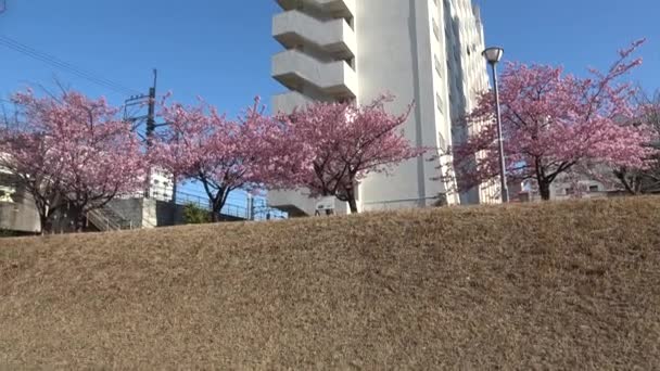 Antiguo Nakagawa Flores Cerezo Japón Tokio 2023 Kawazu Zakura — Vídeos de Stock