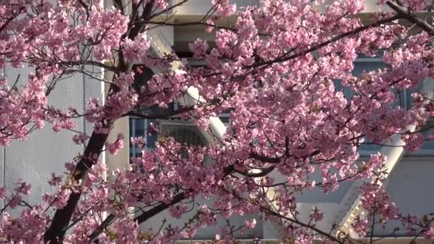 Alte Nakagawa Kirschblüten Japan Tokio 2023 Kawazu Zakura — Stockvideo