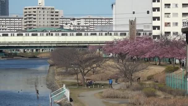 Cereja Nakagawa Velha Floresce Japão Tóquio 2023 Kawazu Zakura — Vídeo de Stock