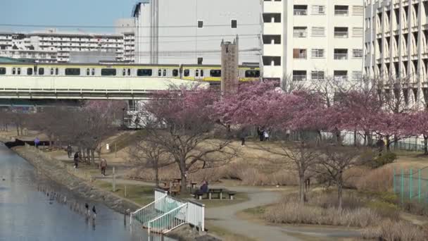 Vecchi Fiori Ciliegio Nakagawa Giappone Tokyo 2023 Kawazu Zakura — Video Stock