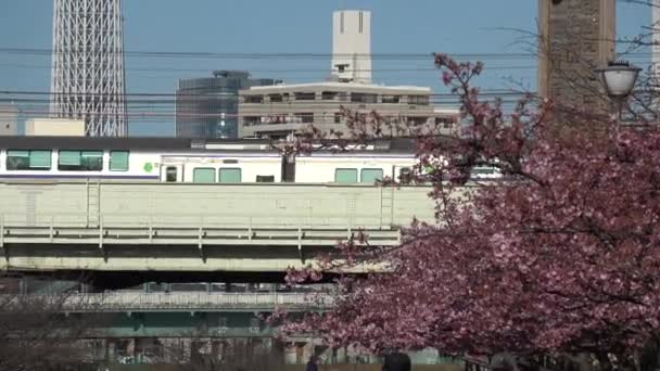 Régi Nakagawa Cseresznyevirág Japán Tokió 2023 Kawazu Zakura — Stock videók