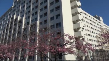 Eski Nakagawa kiraz çiçekleri, Japonya Tokyo 2023 Kawazu zakura