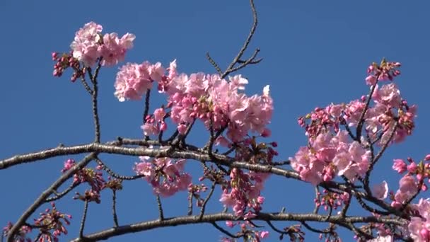 Old Nakagawa Cherry Blossoms Japan Tokyo 2023 Kawazu Zakura — Stock Video