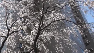 Kiraz çiçekleri uzaklaşır, Japonya Tokyo 2023
