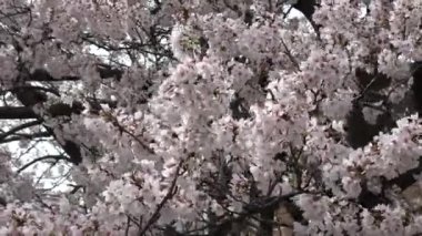 Kiraz çiçekleri uzaklaşır, Japonya Tokyo 2023