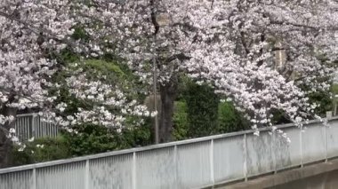 Kiraz çiçekleri uzaklaşır, Japonya Tokyo 2023