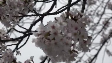 Kiraz çiçekleri uzaklaşır, Japonya Tokyo 2023