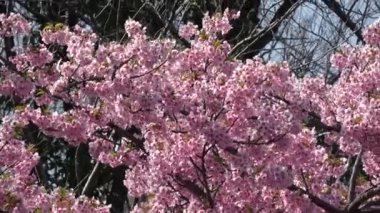 Kiraz çiçekleri uzaklaşır, Japonya Tokyo 2023
