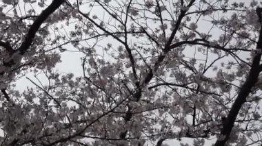 Kiraz çiçekleri uzaklaşır, Japonya Tokyo 2023