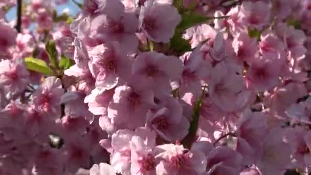 Wiśnia Kwiaty Zoom Out Japonia Tokio 2023 — Wideo stockowe