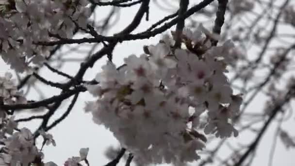 Kersenbloesems Zoom Uit Japan Tokio 2023 — Stockvideo