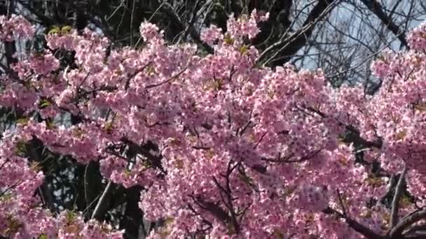Cherry Blossoms Zoom Out Japan Tokyo 2023 — Stock Video