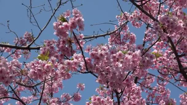 Kiraz Çiçekleri Uzaklaşır Japonya Tokyo 2023 — Stok video