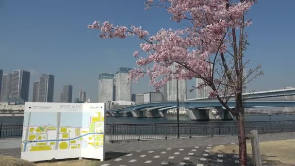 Tokyo Bay Area Krajobraz Wiosna 2023 — Wideo stockowe
