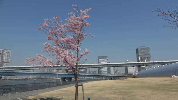 Весной 2023 Года Токийском Заливе — стоковое видео