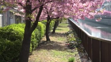 Oyokogawa Kawazu sakura kiraz çiçekleri, Japonya Tokyo 2023