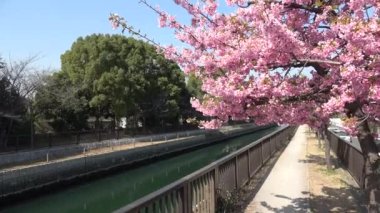 Oyokogawa Kawazu sakura kiraz çiçekleri, Japonya Tokyo 2023