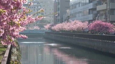 Oyokogawa Kawazu sakura kiraz çiçekleri, Japonya Tokyo 2023